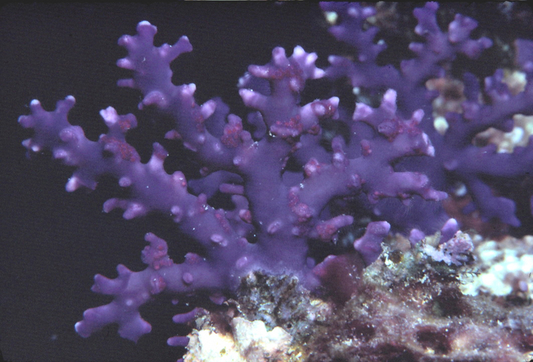 Distichopora irregularis